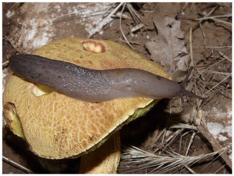 Alcuni Limax millepunctatus dal Gargano (FG)